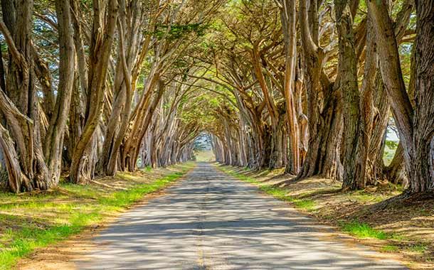 6 most beautiful tree tunnels in the world