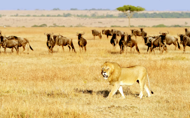 Masai Mara 