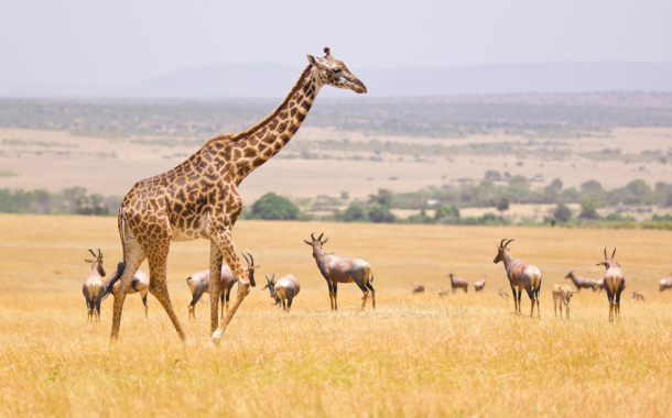 Giraffe Centre In Kenya