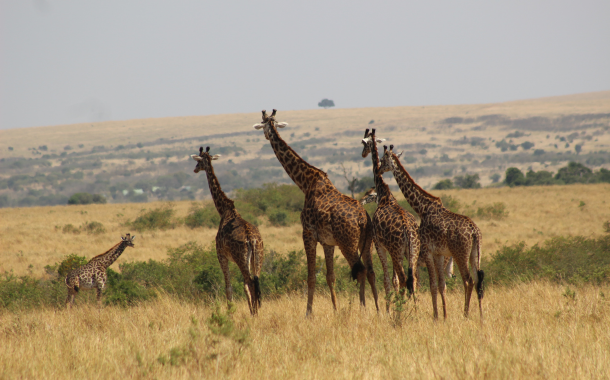 Giraffe Centre Kenya