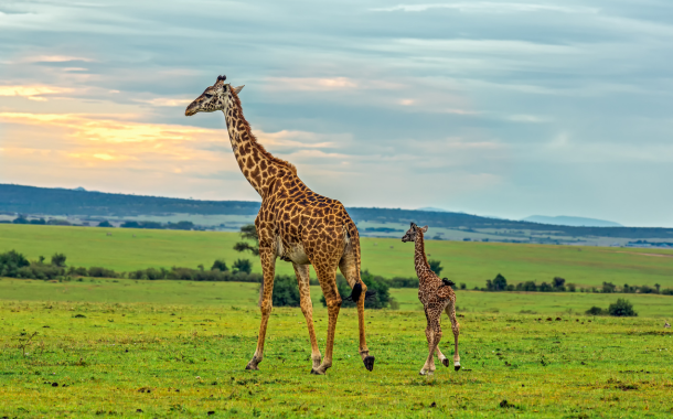 Giraffe Centre Kenya 