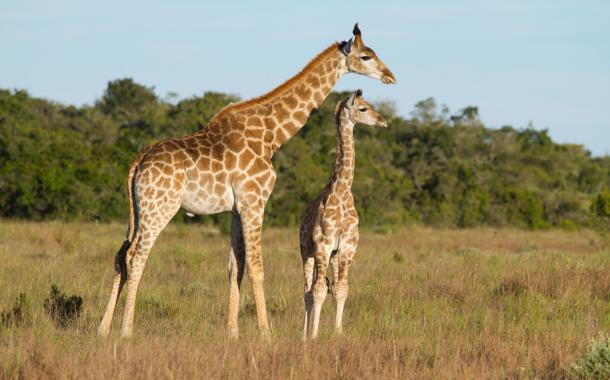 Giraffe centre 