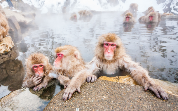 Jigokudani Monkey Park