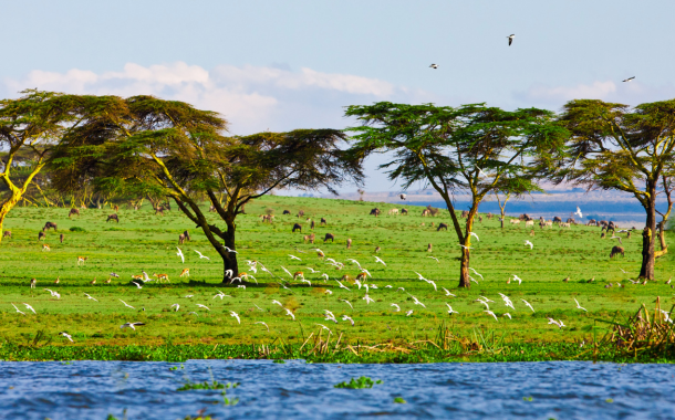 Lake Naivasha 