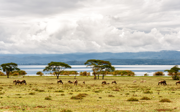 LAKE NAIVASHA