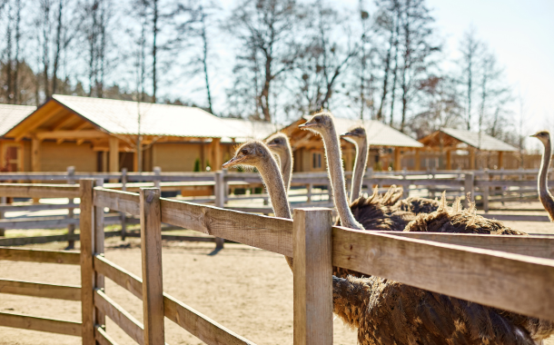 Ostrich Farm Safari In South Africa