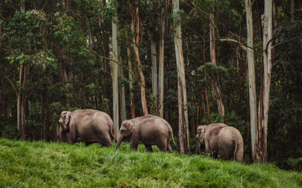 Periyar