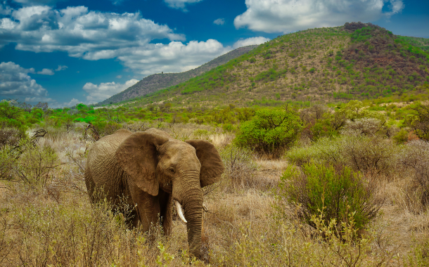 Pilanesberg National Park Tours