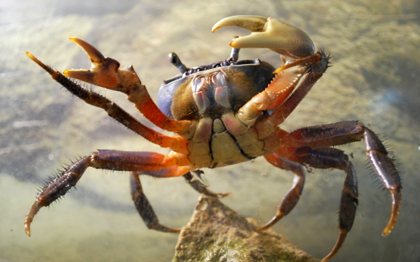 Umm Al Quwain Crab Hunting