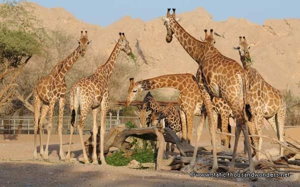 Al Ain Zoo