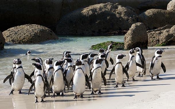 Boulders Beach