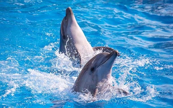 dolphinarium