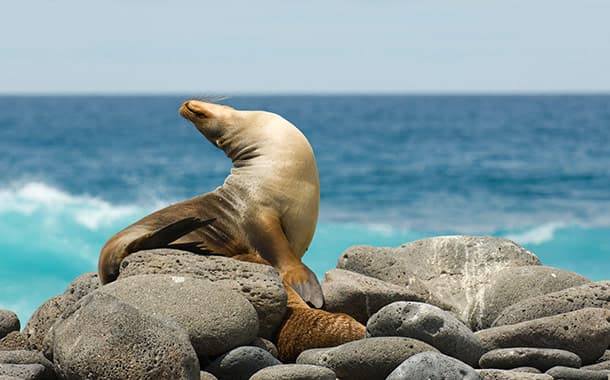 Galapagos-Islands3152