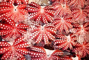 octopustokyo10-3
