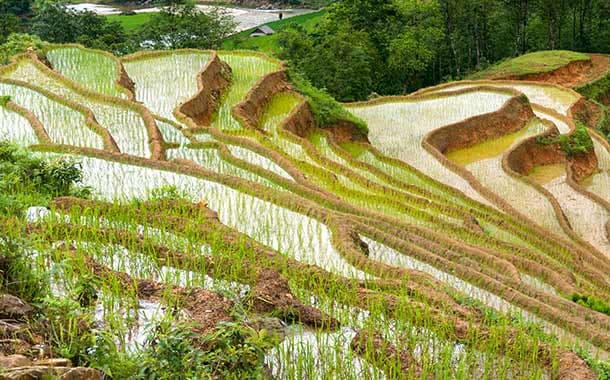 Rice-terraces,-Vietnam1152