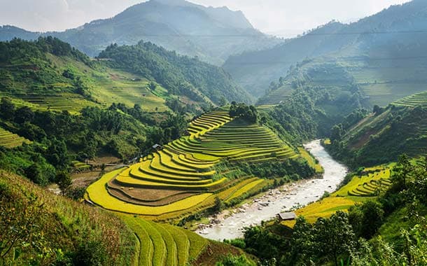 Rice-terraces,-Vietnam2152