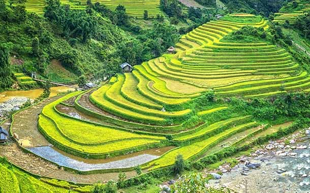 Rice-terraces,-Vietnam3152