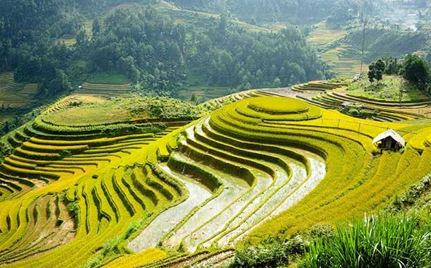 Rice-terraces,-Vietnam4152