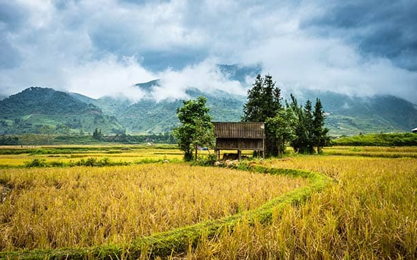 Rice-terraces,-Vietnam5152