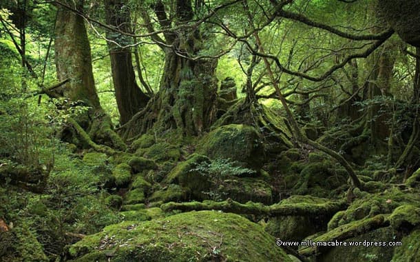 Sea-of-trees