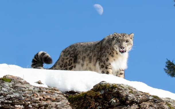 Snow Leopard Expedition