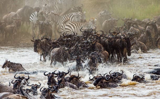 The Great Migration
